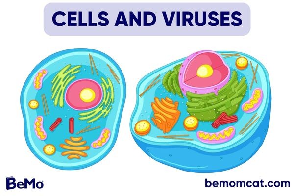Cells and Virus