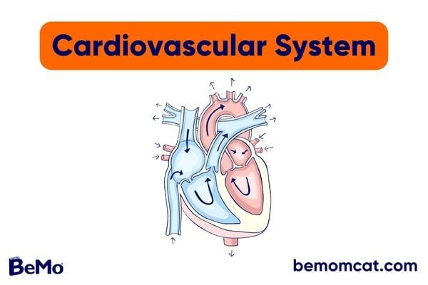 Cardiovascular System MCAT